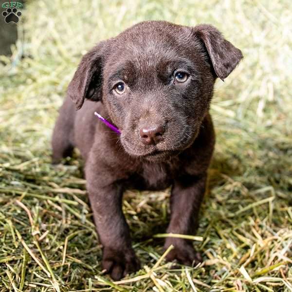 Purple, Chocolate Labrador Retriever Puppy